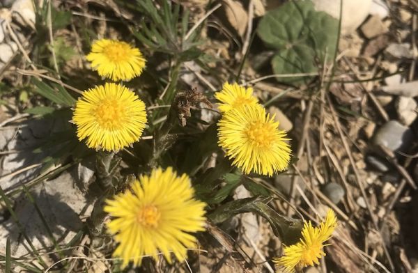 Huflattich - ein erster Frühlingsbote mit vielfältigen Einsatzmöglichkeiten