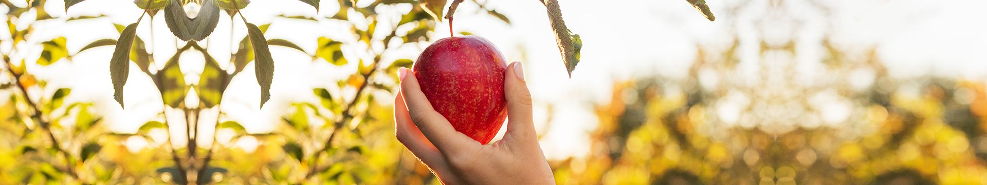 Ausbildung Ernährungsberater